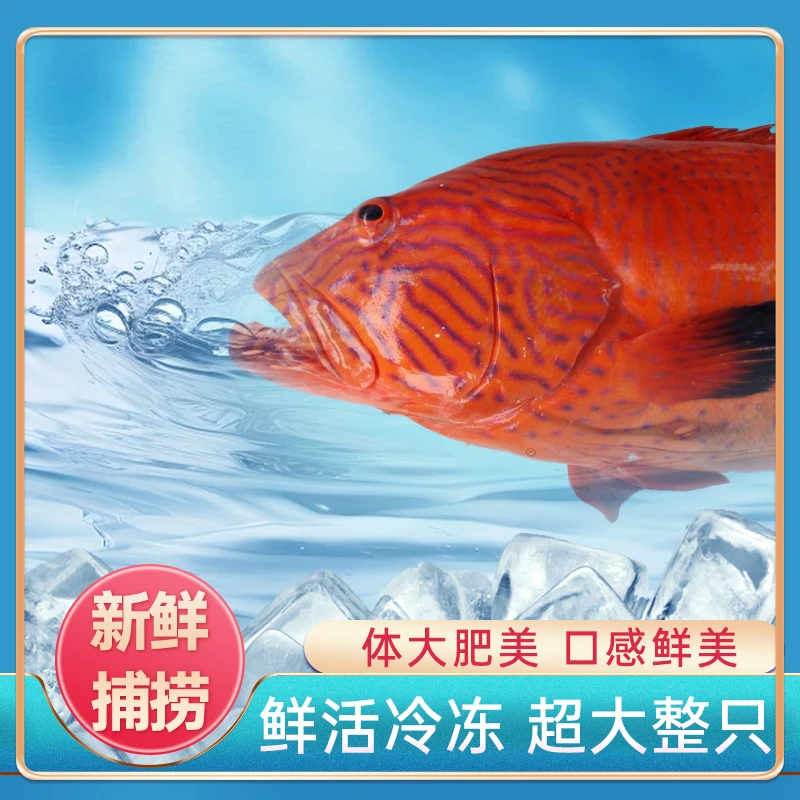 野生东星斑花面花脸东星斑南海钓口速冻锁鲜到手一条700-800g