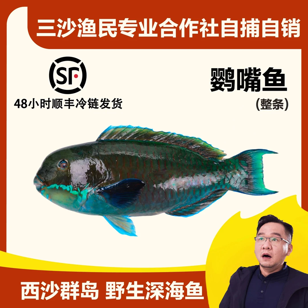 中国三沙西沙鹦鹉鱼青衣鱼海鲜水产钓口野生冰鲜手捕深海海鱼