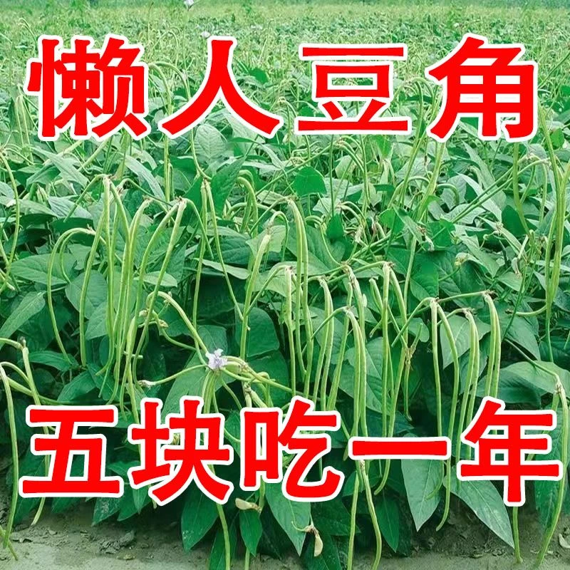 【一年只要几块钱】摘不败无架长豆角种不用搭架子的长豆角蔬菜种