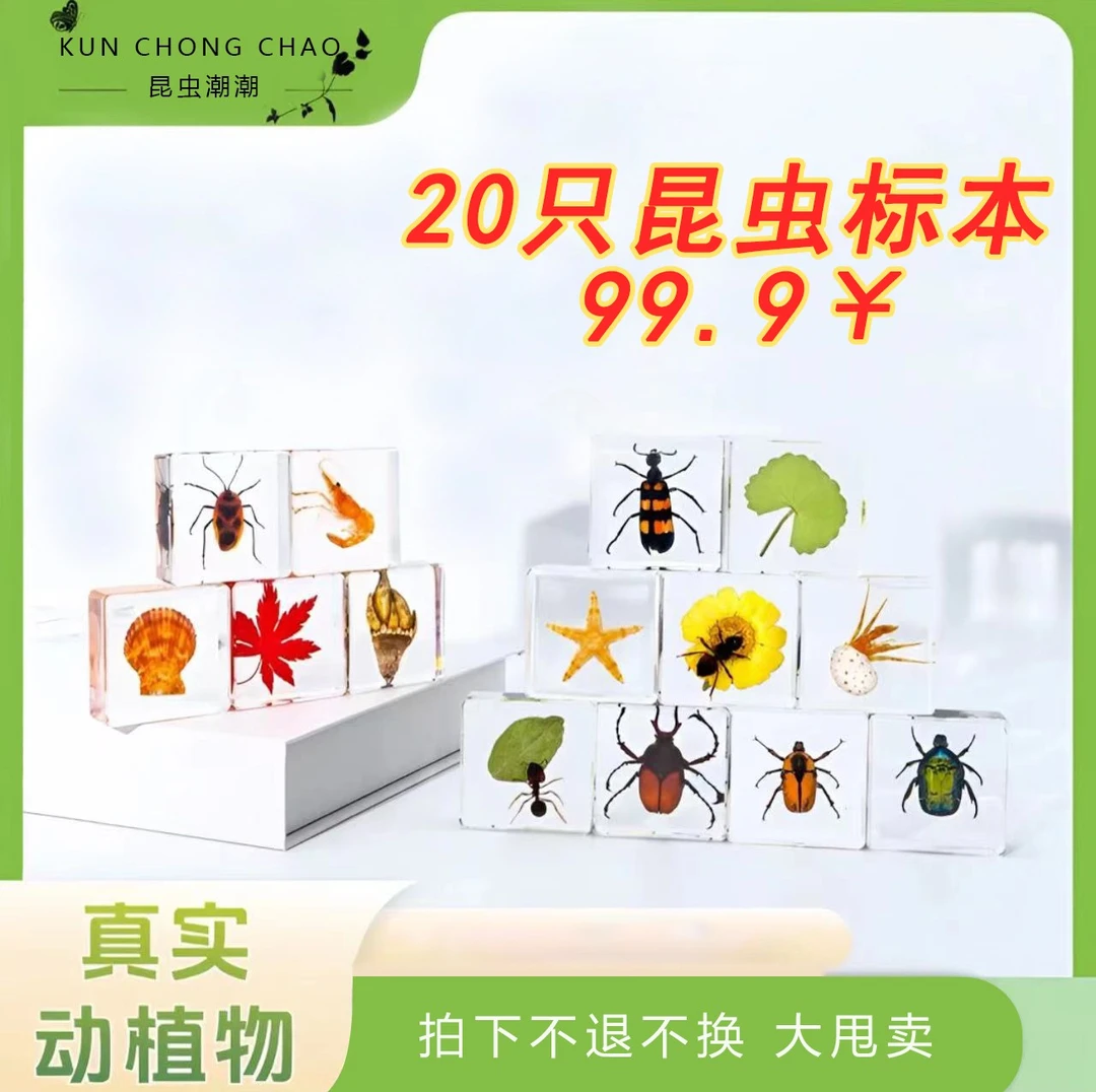 《20只标本》树脂清货真实昆虫植物海洋标本系列