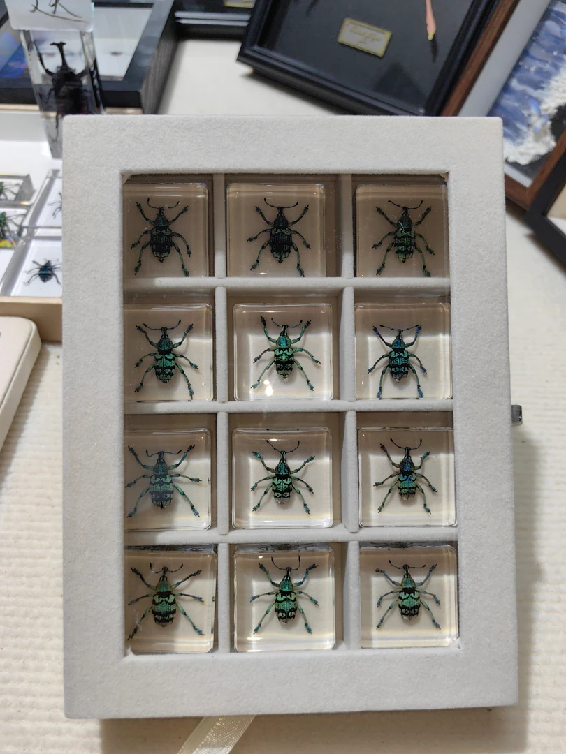 《彩虹象甲》GOGOBOY科教真实昆虫标本系列收藏摆件