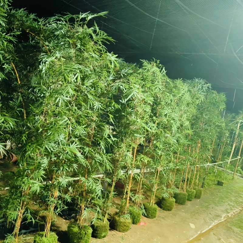 【竹雅居】直播间一物一拍红观音竹网红竹子盆栽绿植物室内客厅好养