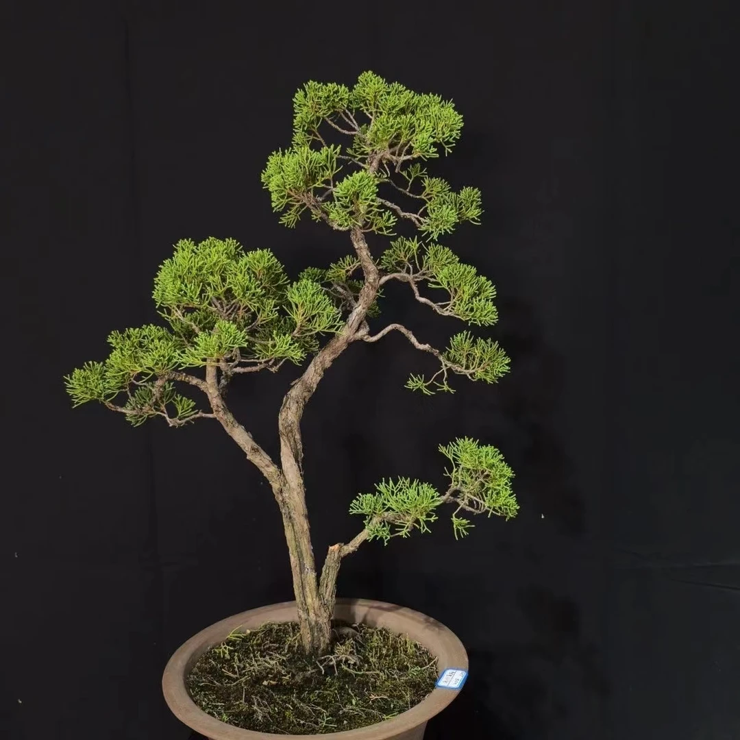 系鱼川 济州真柏盆景（直播间一物一拍 请不要随意下单）