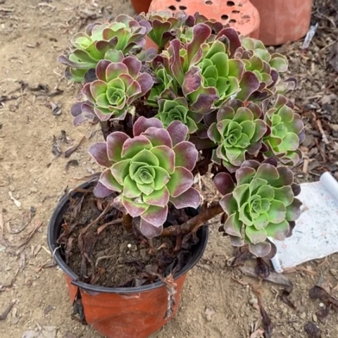 欧若拉返祖小羊22