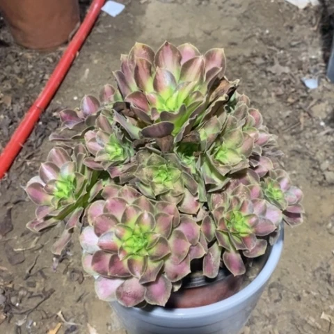 韶华法师加急发货67