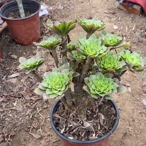 原始绿小羊肖恩29