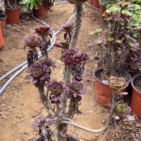 圆叶法师小羊肖恩61