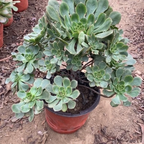 青衣法师小羊肖恩11