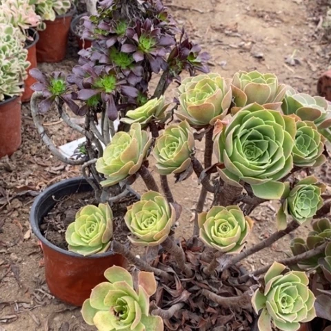 零*@两颗韶羞三色绿箭30