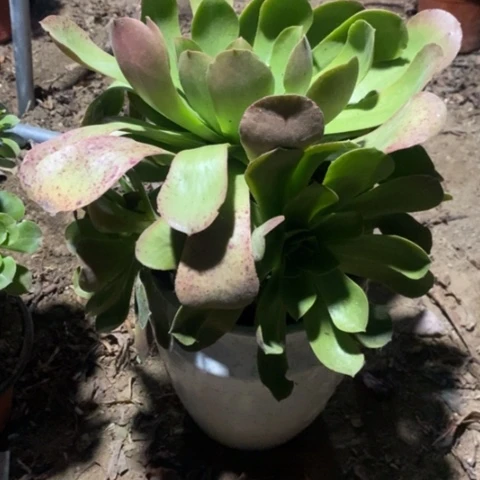 香炉法师小羊肖恩31