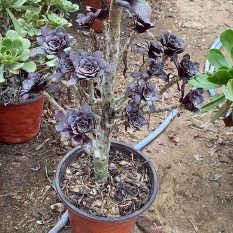 墨法小羊肖恩园艺57