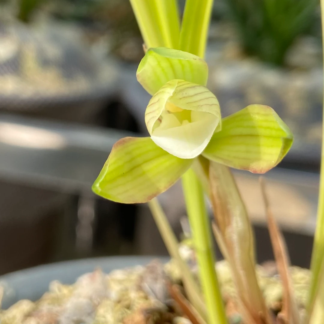 睦忍兰苑直播间选兰贵州春兰送春