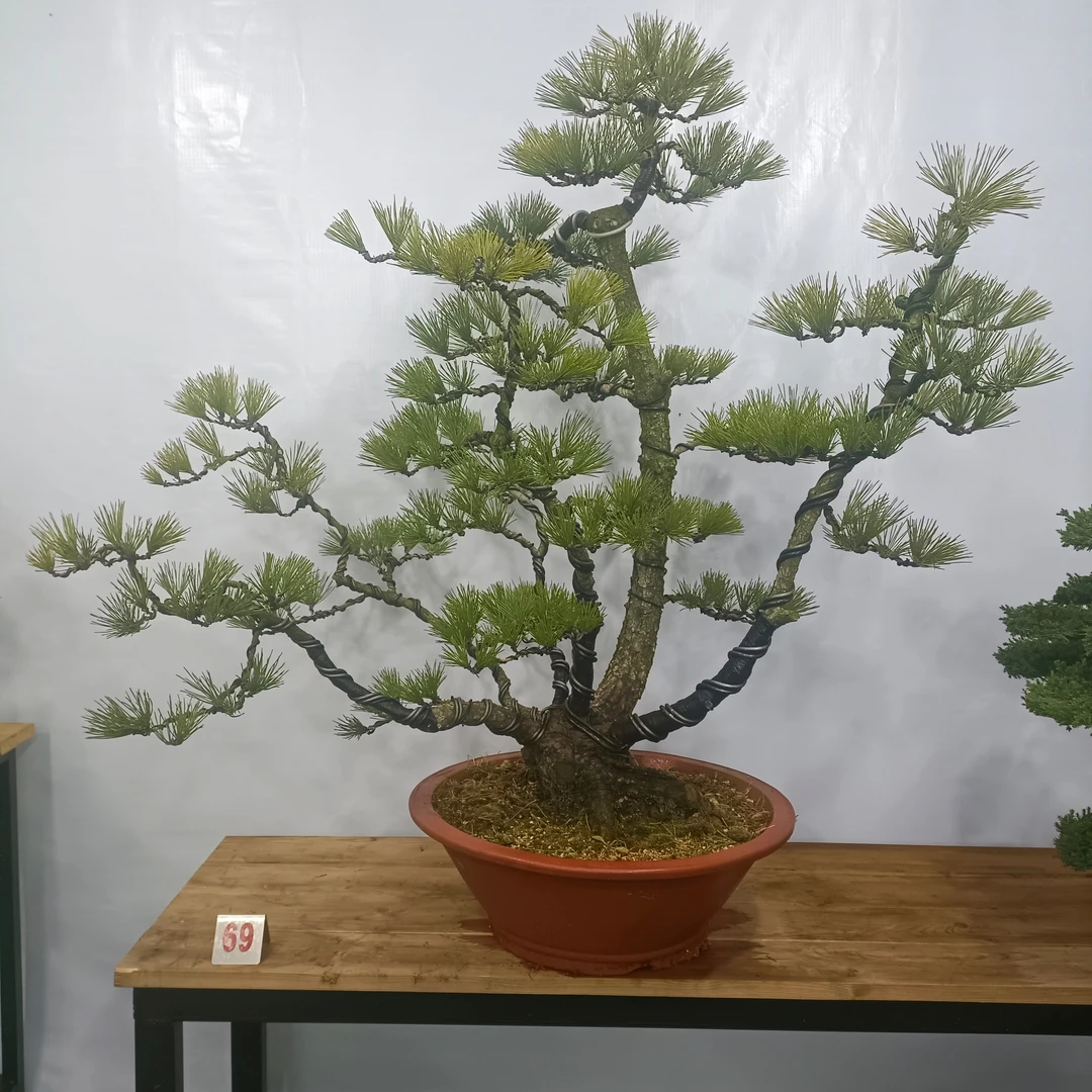 鼎松源盆景一物一拍   罗汉松盆景  黑松盆景  五针松盆景