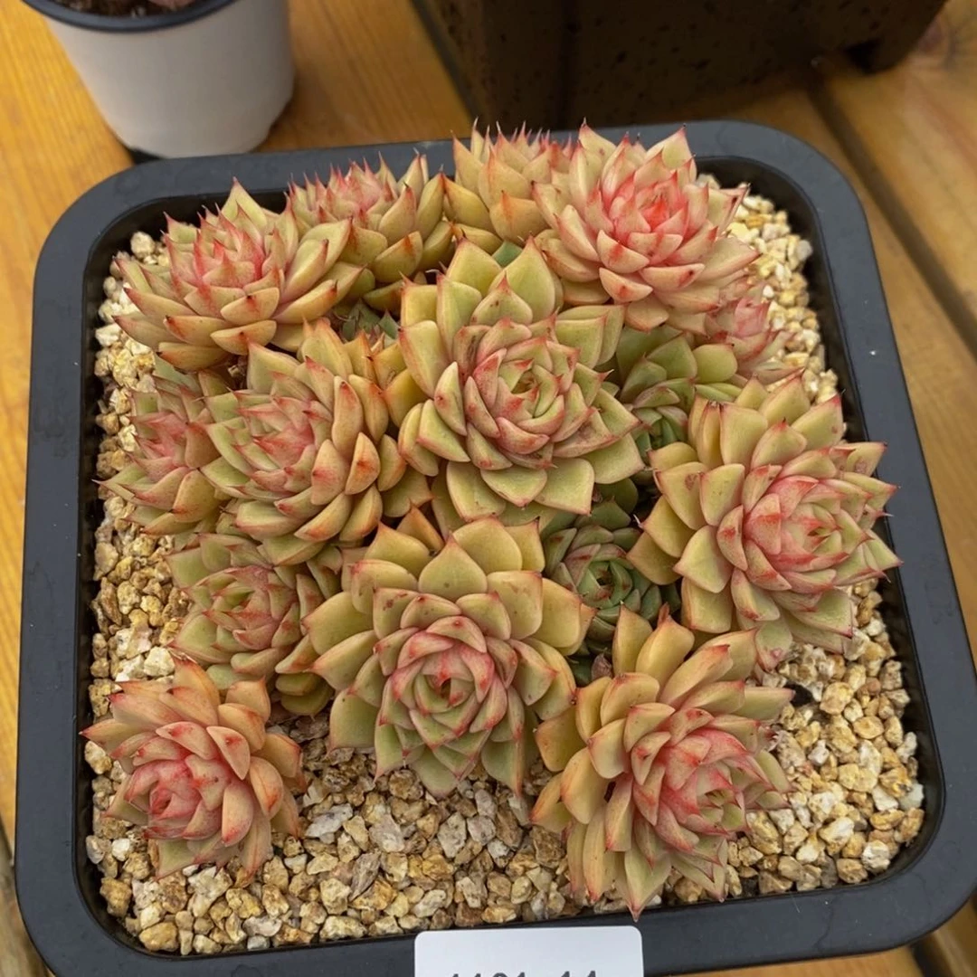 1101-14-笨吧。。。。。。