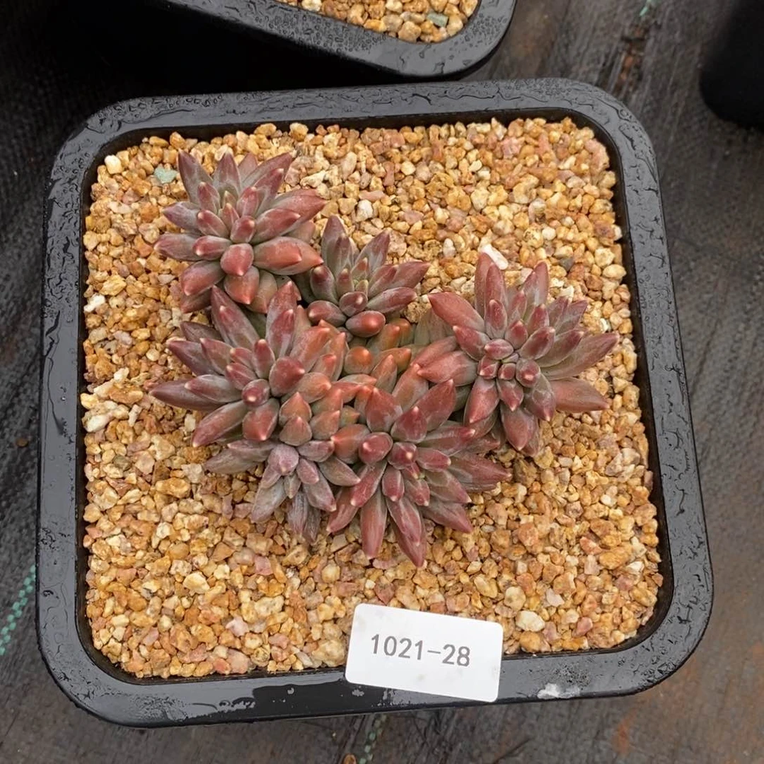 胡****a1021-28-伊卡