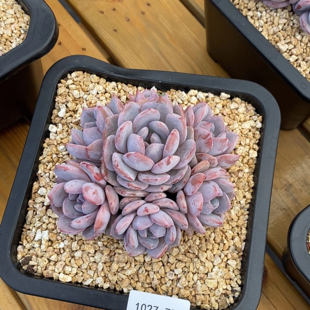 垣1027-75-星影。。。。。