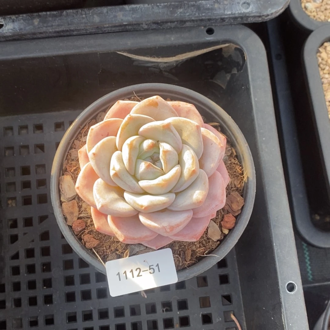 1112-51-冰梦。。。。。。。