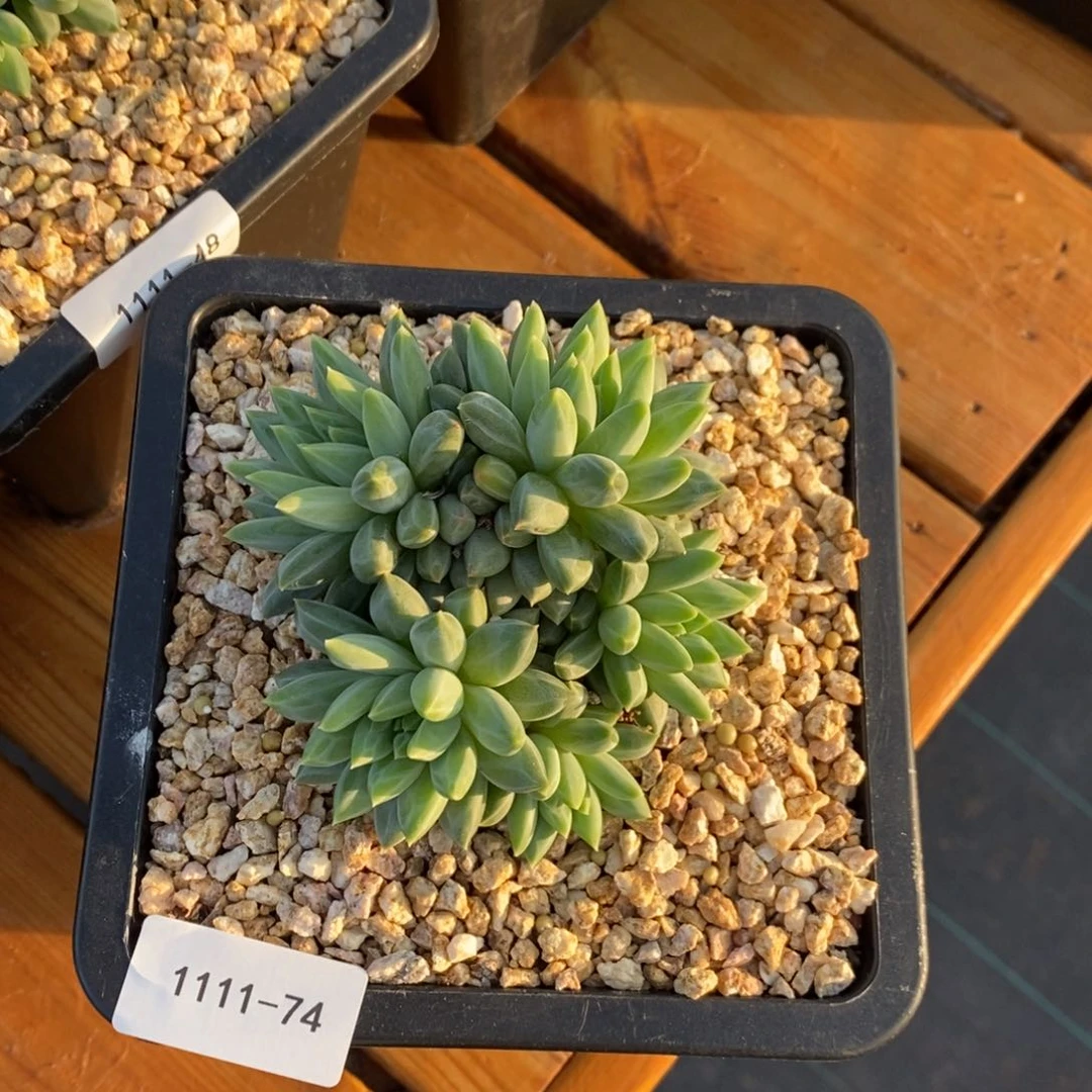 1111-74-青花瓷。。。。。