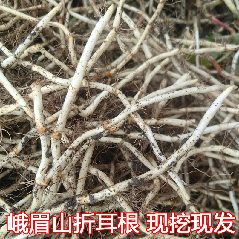 折耳根 新鲜鱼腥草 嫩根根 四川特产1-5斤