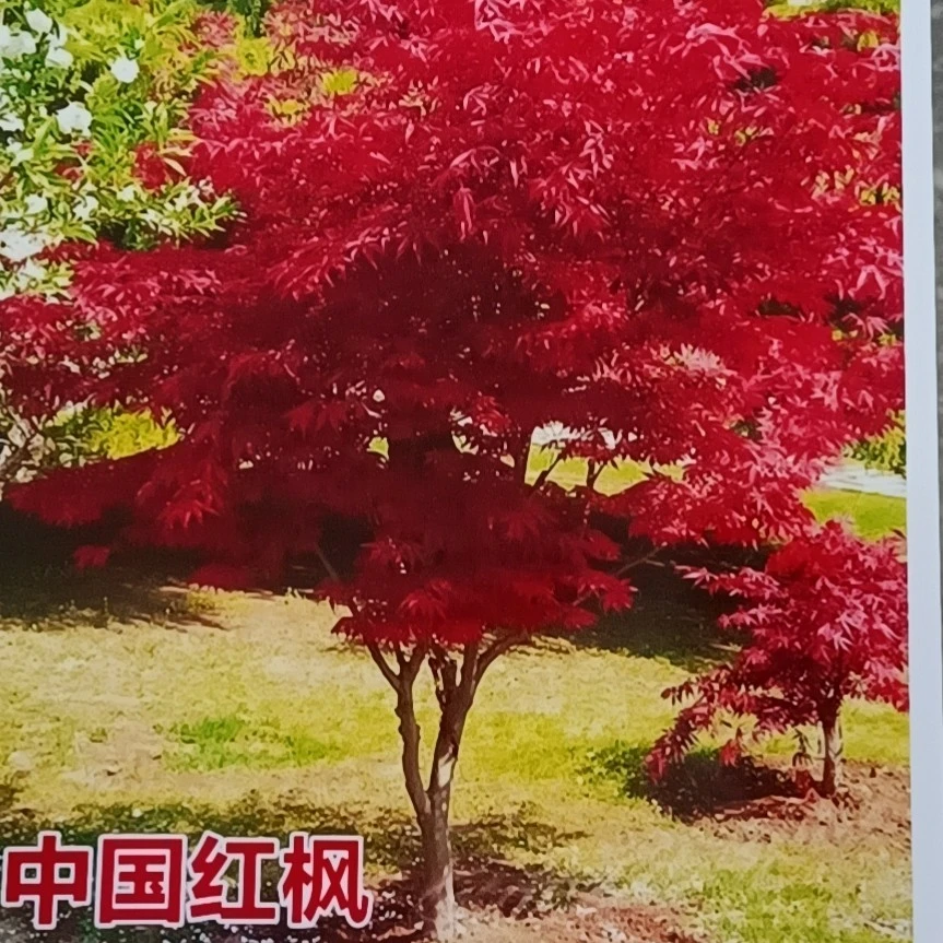 玉兰花树苗园林庭院耐寒植物垂丝西湖海棠地栽工程绿化风景树苗木