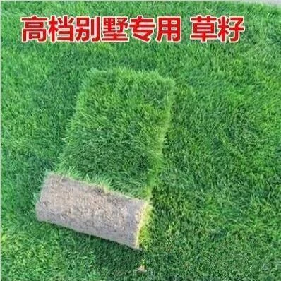 带泥土真草皮马尼拉四季青果岭草草坪草坪庭院绿化植物四季常青