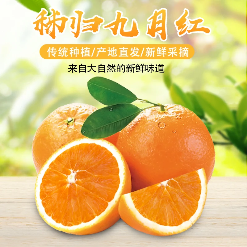 秭归九月红脐橙当季新鲜水果现摘手剥榨汁橙孕妇水果
