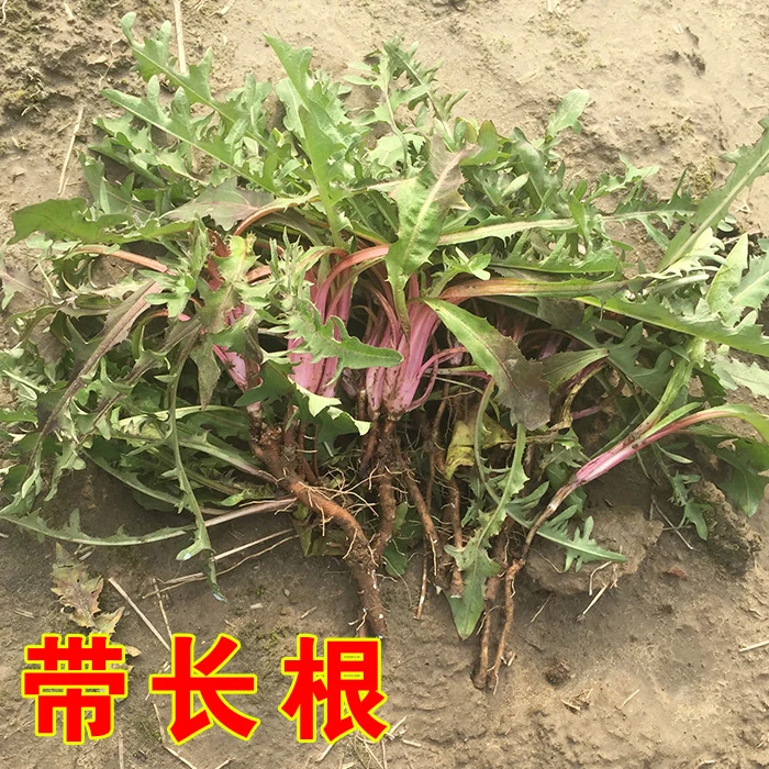新鲜野生带长根蒲公英婆婆丁现挖山野菜嫩叶蒲公英黄花苗