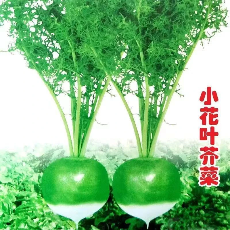 芥菜种子小花叶芥菜种籽辣疙瘩种籽秋季辣菜四季播蔬菜子菜园籽