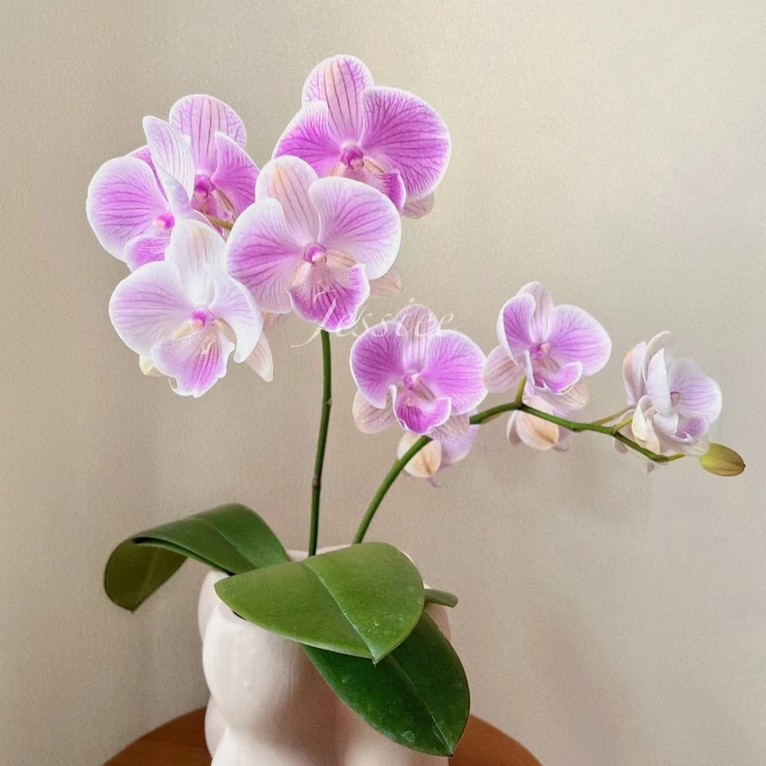 【爱丽丝】华菁园艺精选蝴蝶兰