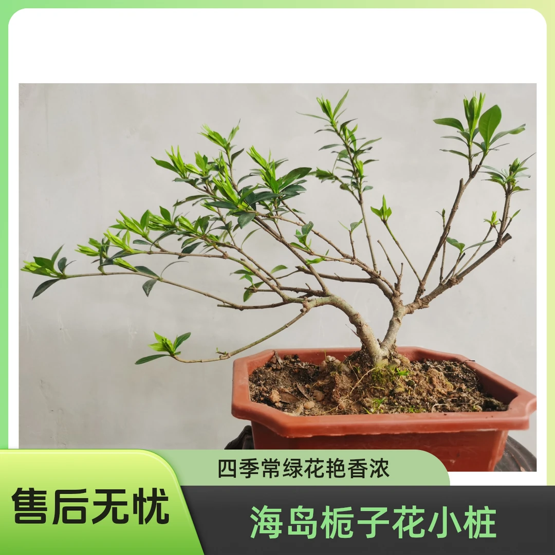 海岛小叶栀子花小老桩四季常绿重瓣花型美观办公室阳台花卉浓香型