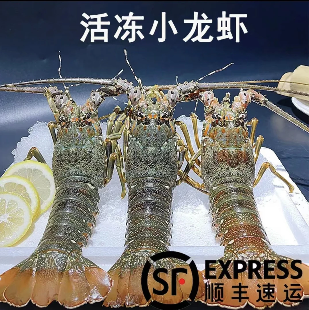上海海鲜   冷冻小青龙  1两-1.5斤/只.江浙沪安徽包邮