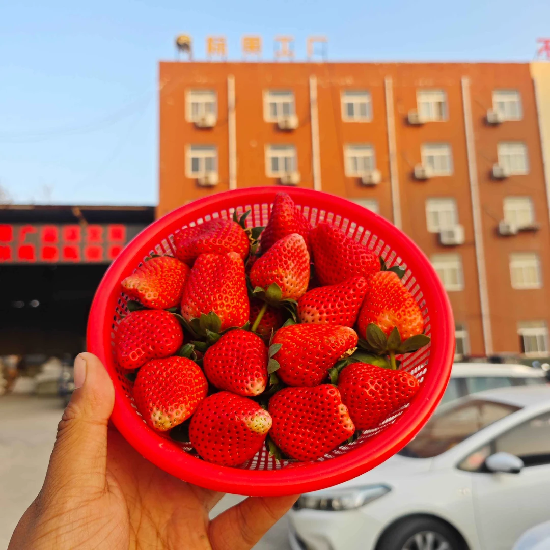 山东红颜新鲜甜草莓2斤