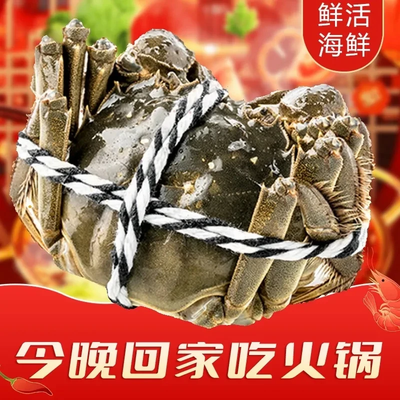 【冬日火锅】鲜活大闸蟹 母蟹约2-2.5两