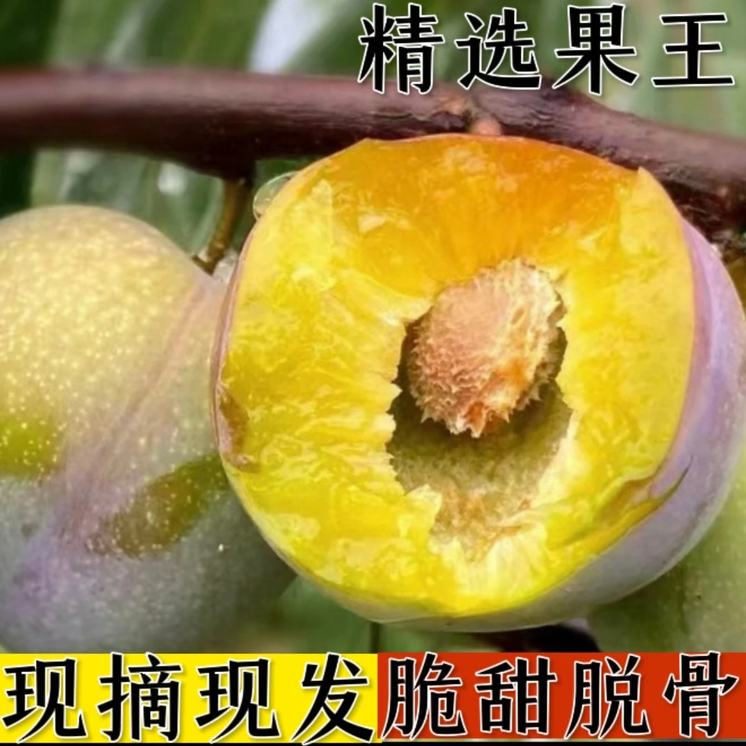 正宗云南绥江半边红茵红李脱骨李青脆李新鲜采摘5斤装