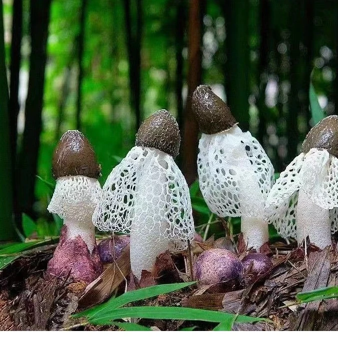 庆元竹林竹荪干货天然无硫野生竹荪