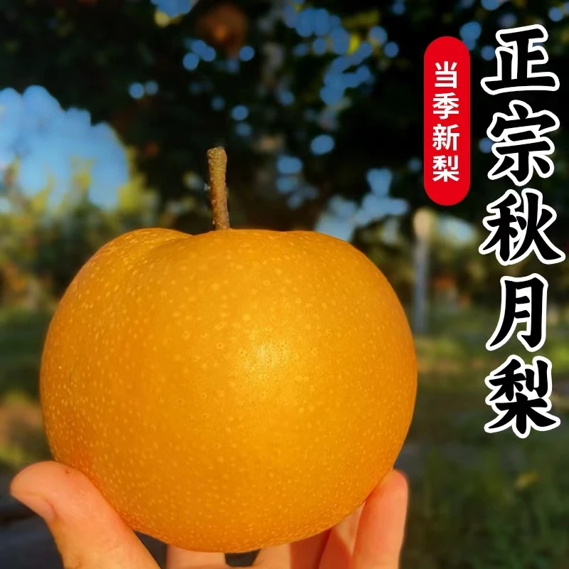 【低糖果】中老年人&不喜甜的宝#正宗山东莱阳秋月梨4.5斤4-6个装