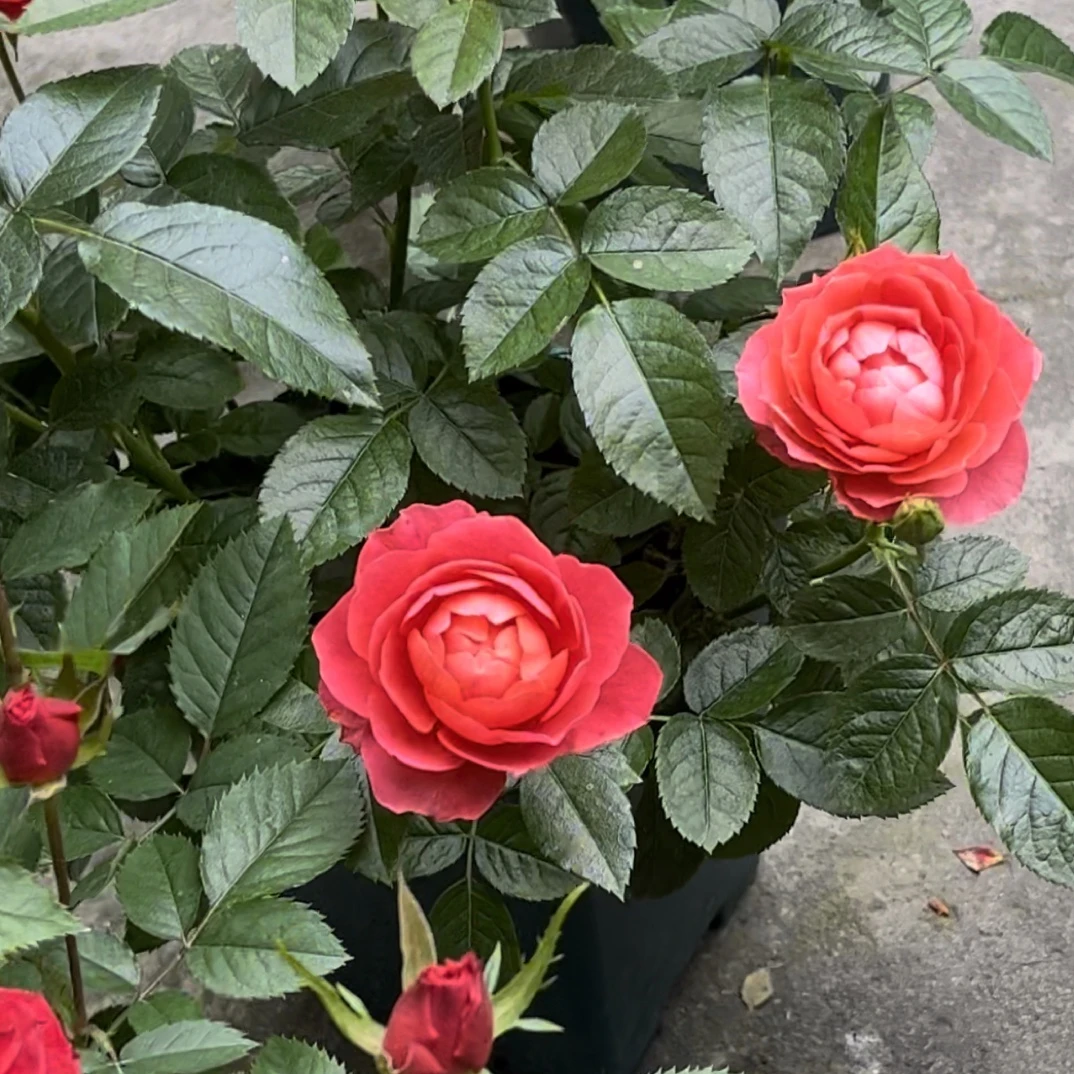 月季【香奈儿】玫瑰花苗花带花苞花卉绿植物四季阳台盆栽月季蔷薇