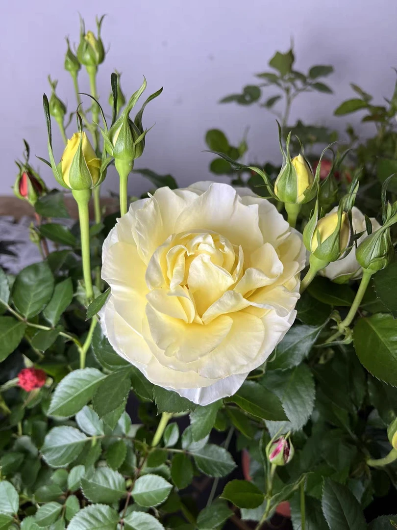 天女散花 阳台盆栽月季带花苞发货勤快花易养护耐热耐寒花期长