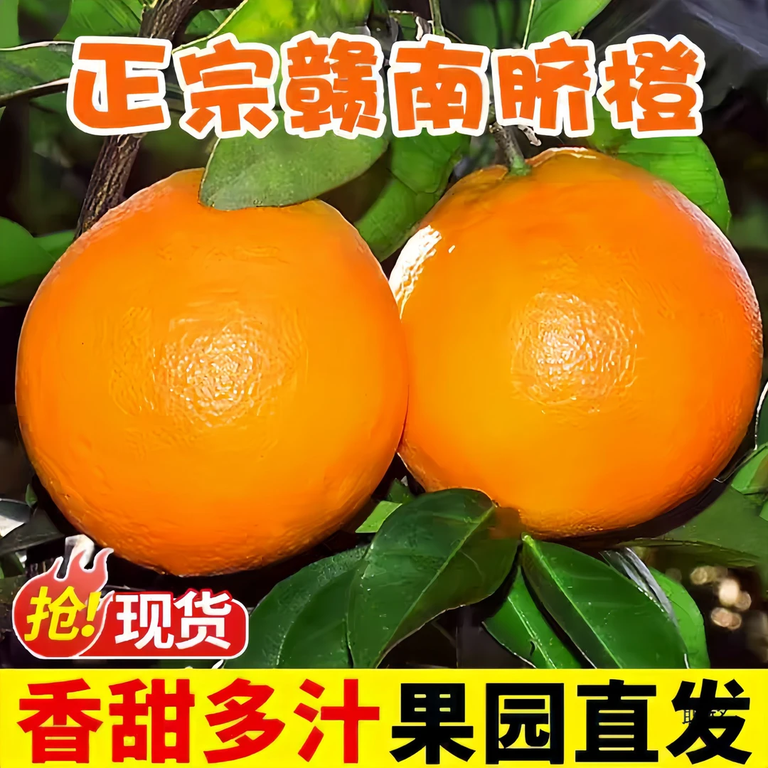 赣南脐橙起源地信丰县安西镇现摘现发新鲜橙子当季水果