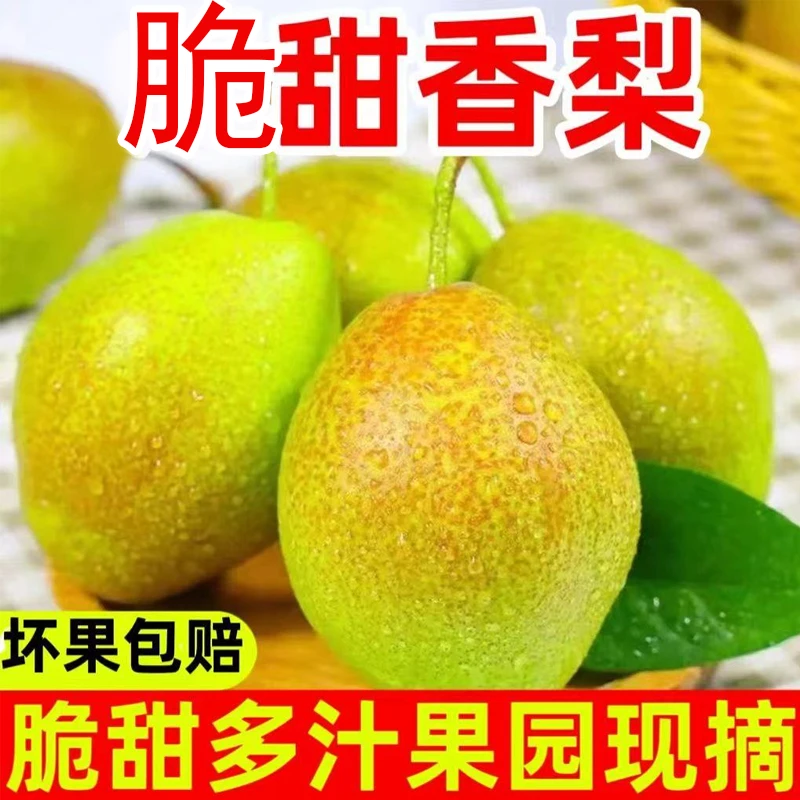 【珍珠酥梨4.5斤】清甜现摘鲜果当季正宗脆甜梨子酥梨香梨汁水