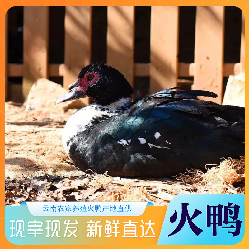 云南农家养殖火鸭现杀新鲜鸭肉6斤装现发