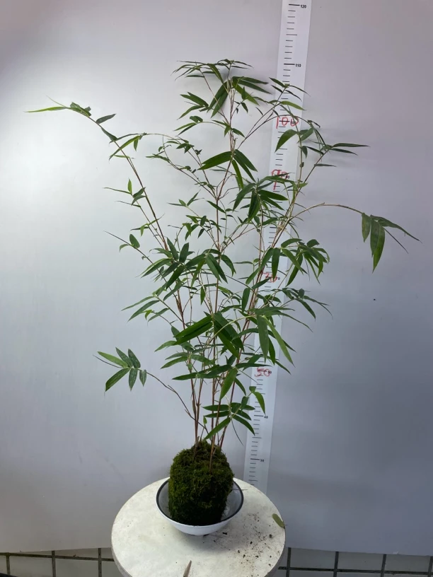 苔藓球水培红观音高度40到100厘米，高度可备注，无备注随机发货
