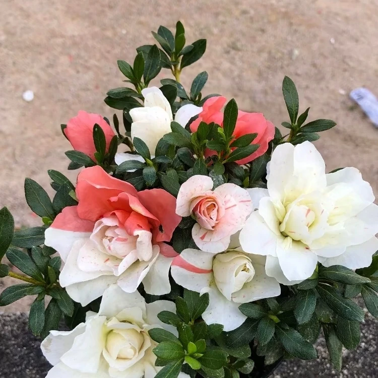 杜鹃花五宝绿珠盆景素材苗庭院花卉花园绿植阳台盆栽植物净化空气