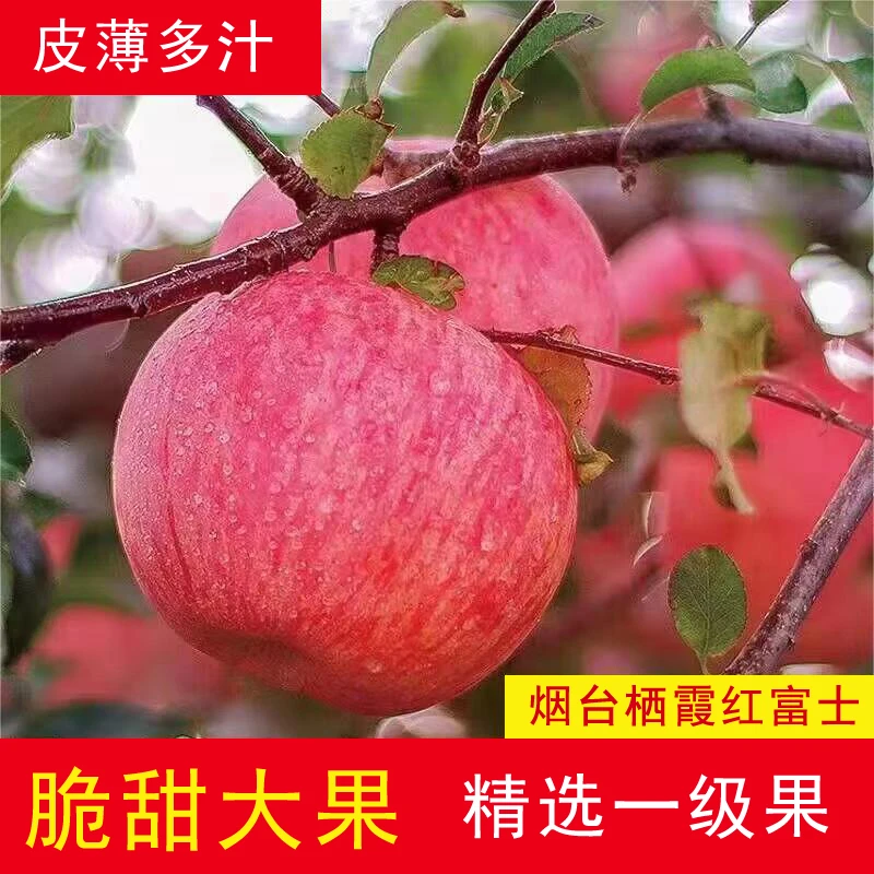【甄选】正宗烟台栖霞条纹红富士苹果，果园采摘，原生态脆甜爆汁