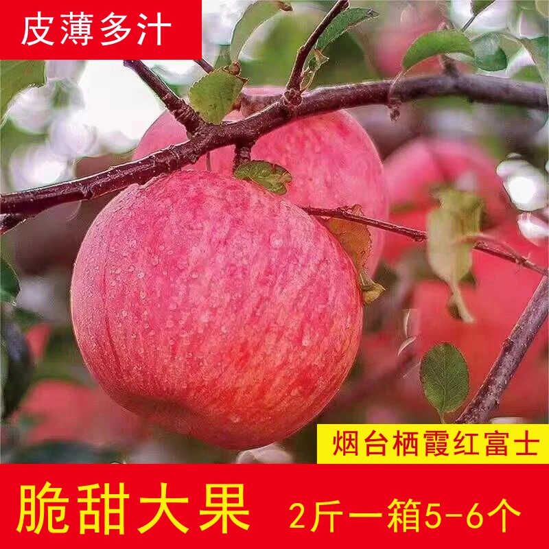 正宗山东烟台栖霞红富士薄皮脆甜新鲜苹果直供果园采摘2斤包邮