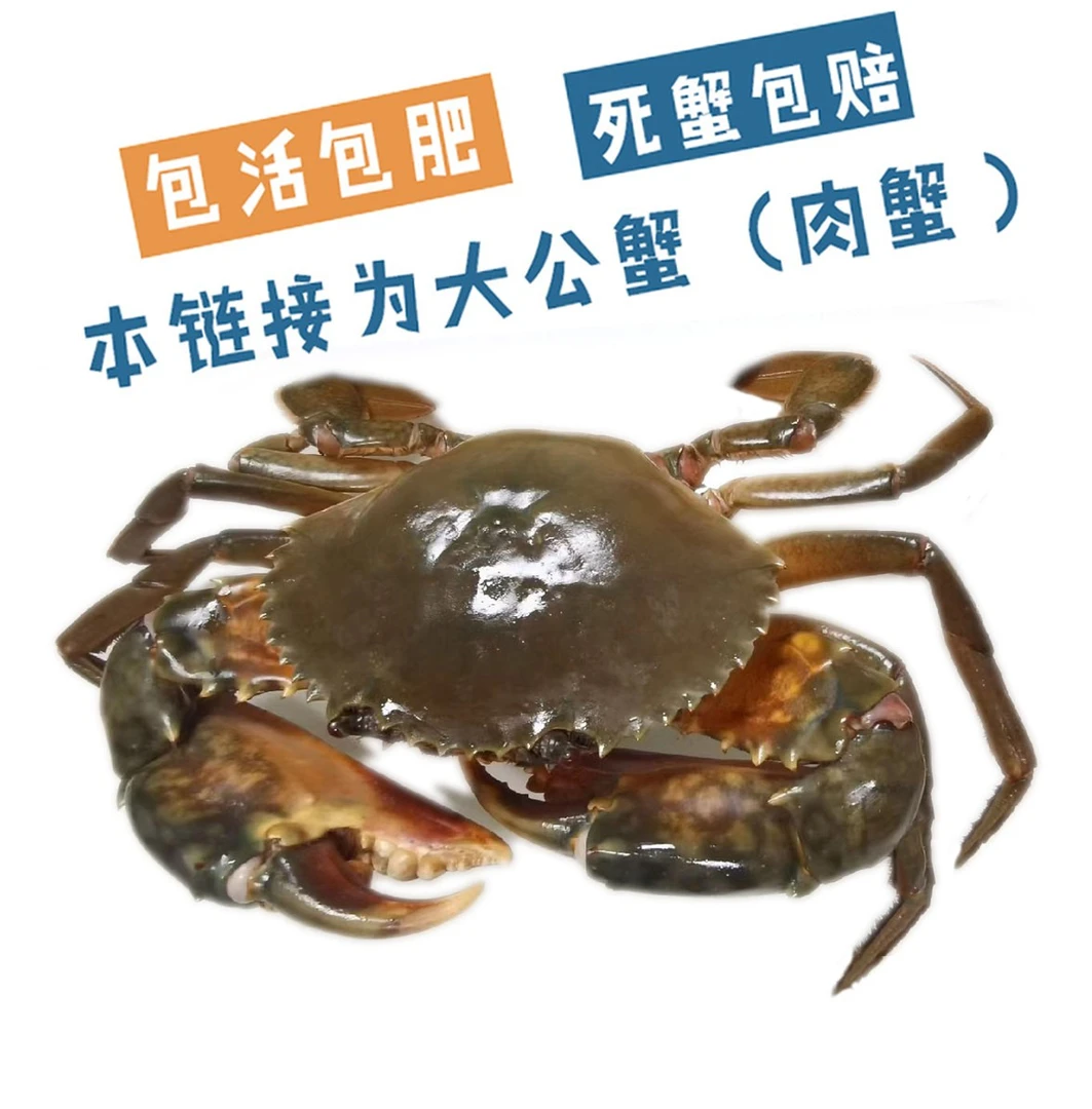 三门青蟹公蟹(肉蟹)大螃蟹鲜活肉蟹蝤蛑菜鲟鲜活海鲜水产包肥包活