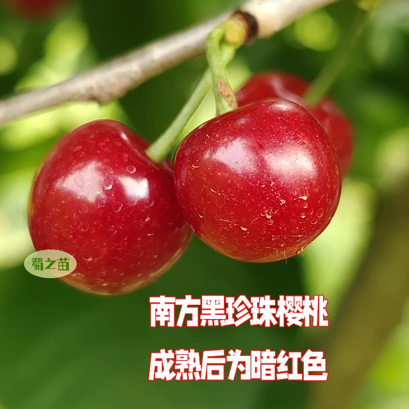 樱桃树苗嫁接苗[红妃樱桃][冰糖樱桃苗][短柄樱桃苗]