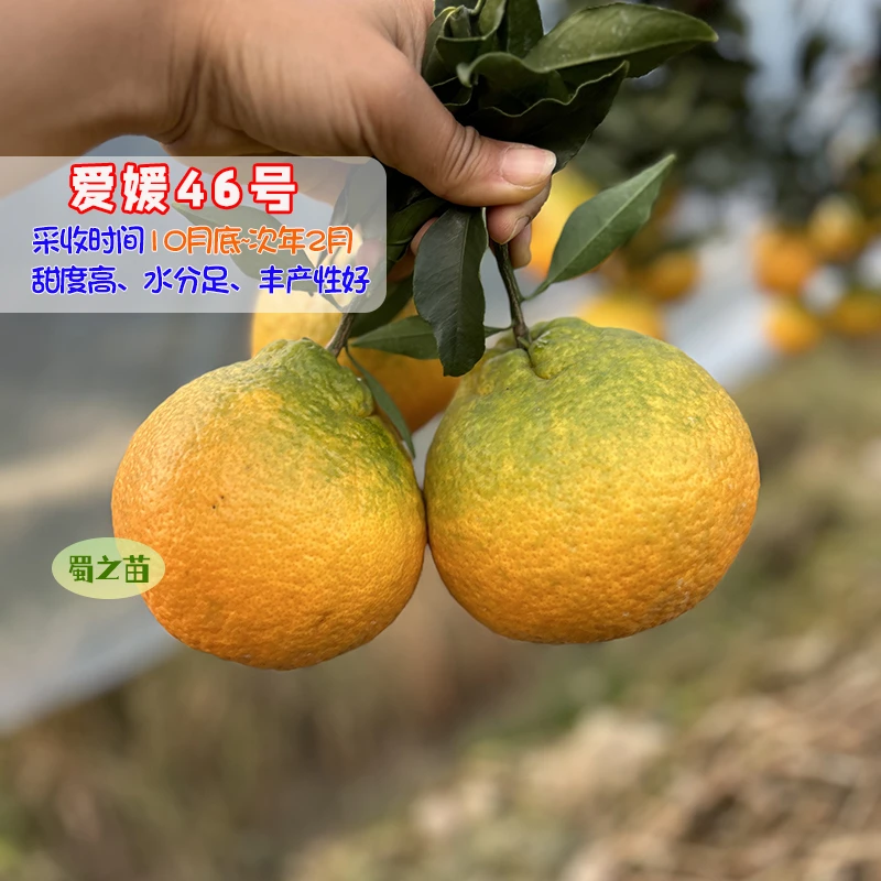 [爱媛46号苗]柑橘新品种嫁早熟耙耙柑苗
