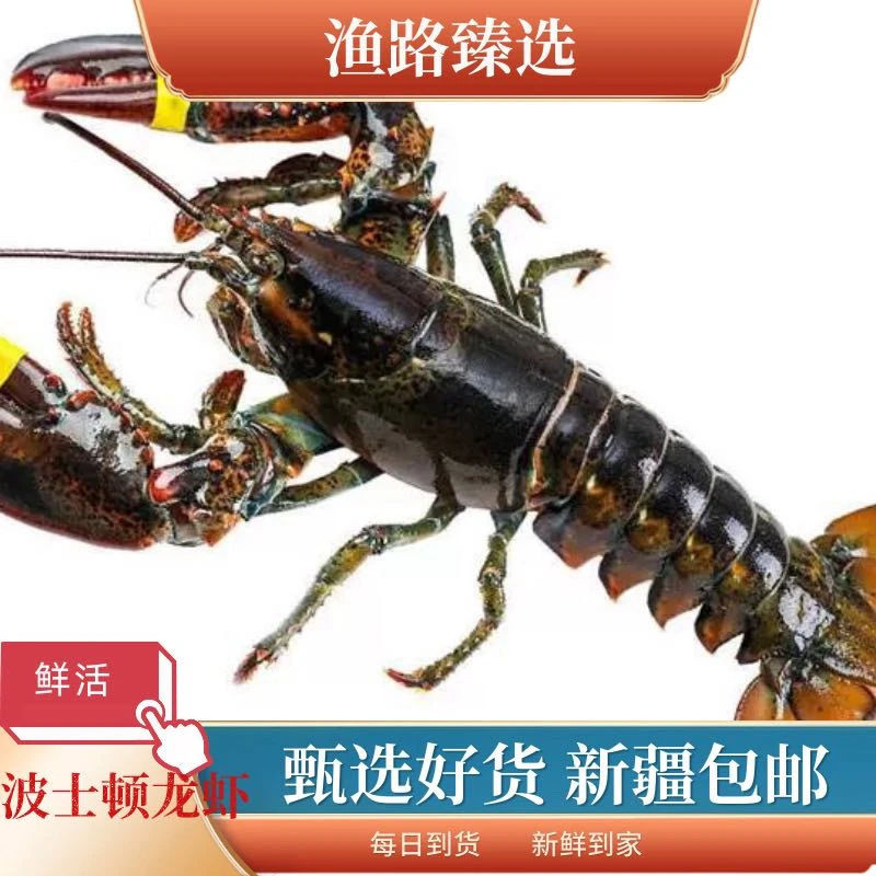 新疆包邮 鲜活波士顿龙虾1斤/只 生猛海鲜 500g（±25）/只 同城闪送