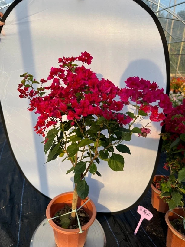 三角梅复瓣红一物一拍